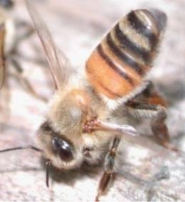 A close up image of a honeybee